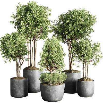 橄榄树室内植物